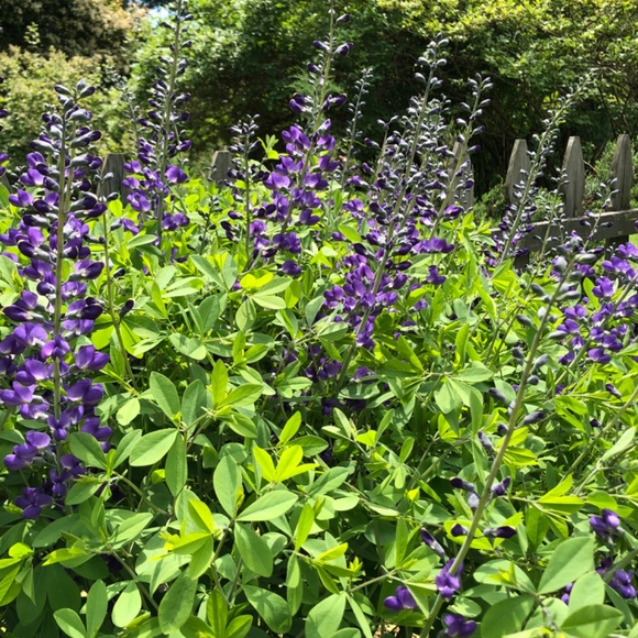 Meet your Posher! 🌿 - Picture 2 of 2